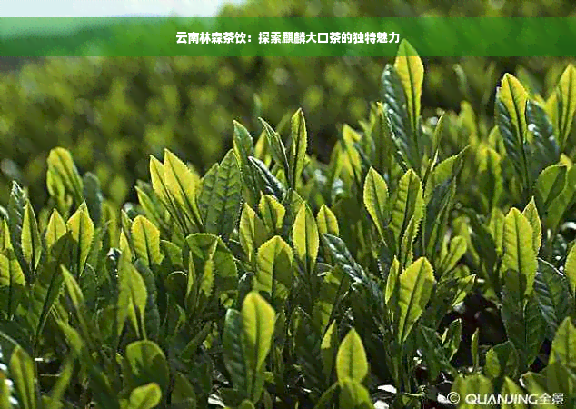 云南林森茶饮：探索麒麟大口茶的独特魅力