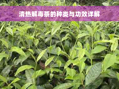 清热解毒茶的种类与功效详解