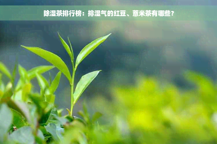 除湿茶排行榜：排湿气的红豆、薏米茶有哪些？