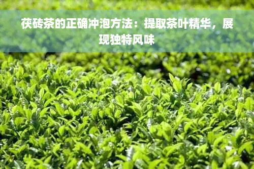 茯砖茶的正确冲泡方法：提取茶叶精华，展现独特风味