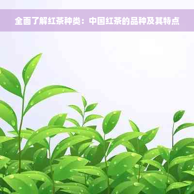全面了解红茶种类：中国红茶的品种及其特点