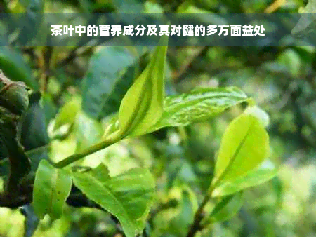 茶叶中的营养成分及其对健的多方面益处