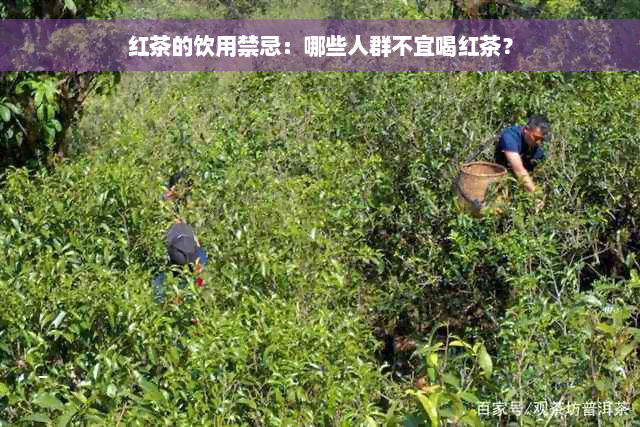 红茶的饮用禁忌：哪些人群不宜喝红茶？