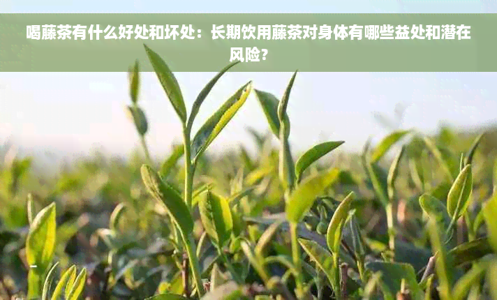 喝藤茶有什么好处和坏处：长期饮用藤茶对身体有哪些益处和潜在风险？