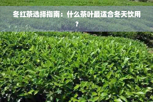 冬红茶选择指南：什么茶叶最适合冬天饮用？