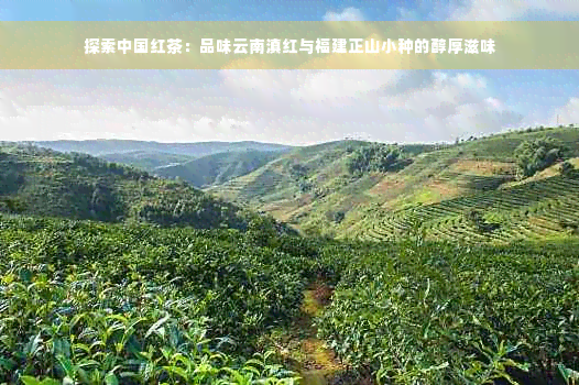 探索中国红茶：品味云南滇红与福建正山小种的醇厚滋味