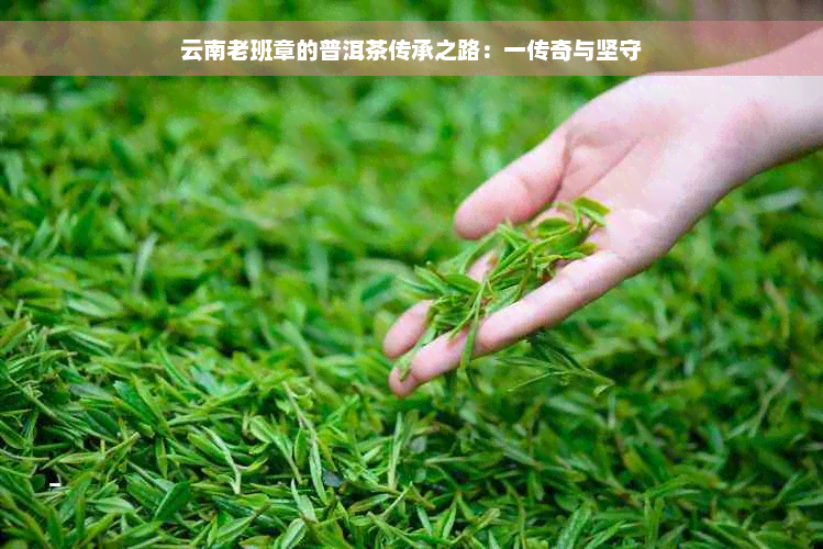 云南老班章的普洱茶传承之路：一传奇与坚守