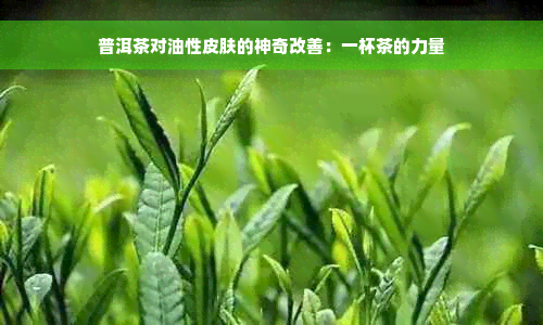 普洱茶对油性皮肤的神奇改善：一杯茶的力量