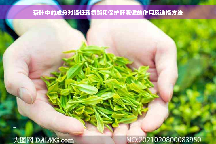 茶叶中的成分对降低转氨酶和保护肝脏健的作用及选择方法