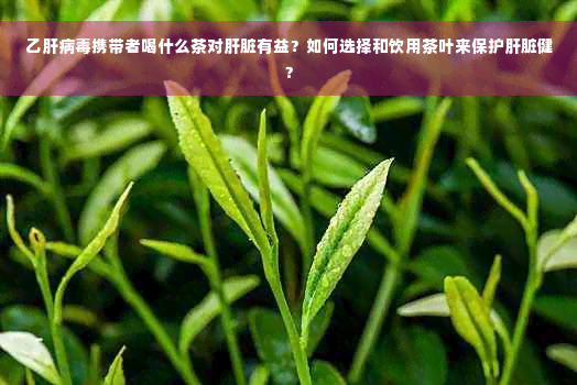 乙肝病毒携带者喝什么茶对肝脏有益？如何选择和饮用茶叶来保护肝脏健？