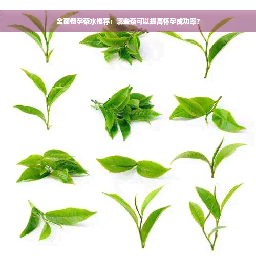 全面备孕茶水推荐：哪些茶可以提高怀孕成功率？