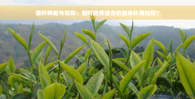 茶叶种类与功效：如何选择适合的茶来补肾壮阳？