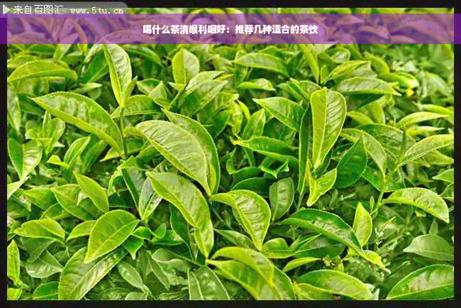 喝什么茶清喉利咽好：推荐几种适合的茶饮