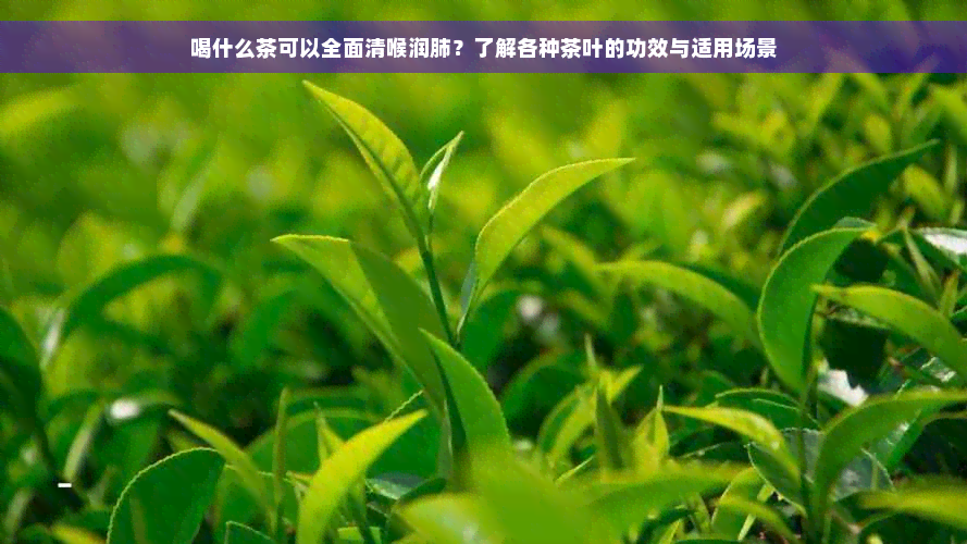 喝什么茶可以全面清喉润肺？了解各种茶叶的功效与适用场景