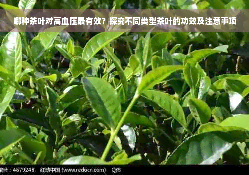 哪种茶叶对高血压最有效？探究不同类型茶叶的功效及注意事项