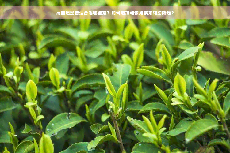 高血压患者适合喝哪些茶？如何选择和饮用茶来辅助降压？