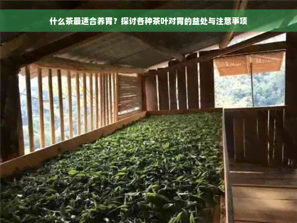 什么茶最适合养胃？探讨各种茶叶对胃的益处与注意事项