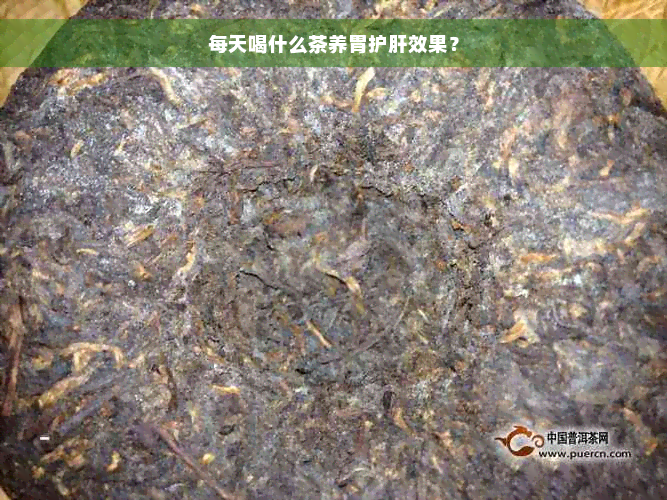 每天喝什么茶养胃护肝效果？