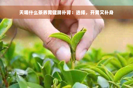 天喝什么茶养胃健脾补肾：选择，开胃又补身