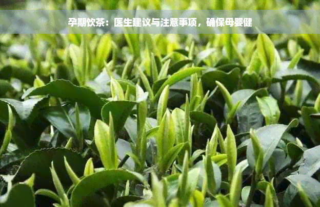 孕期饮茶：医生建议与注意事项，确保母婴健