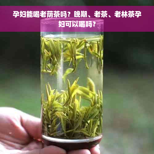 孕妇能喝老荫茶吗？晚期、老茶、老林茶孕妇可以喝吗？