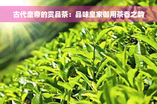 古代皇帝的贡品茶：品味皇家御用茶香之韵