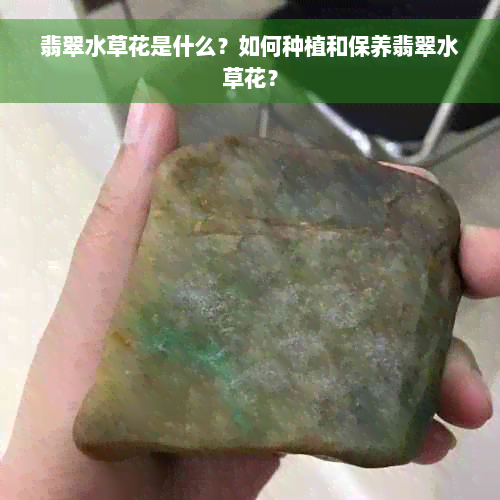 翡翠水草花是什么？如何种植和保养翡翠水草花？