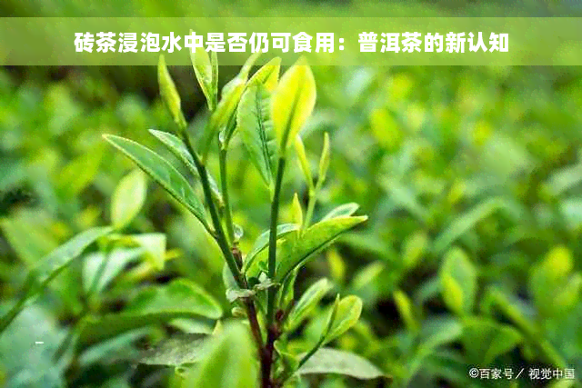 砖茶浸泡水中是否仍可食用：普洱茶的新认知