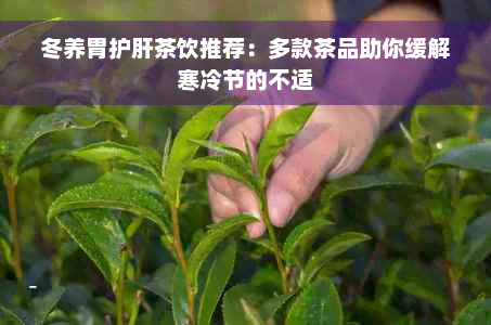 冬养胃护肝茶饮推荐：多款茶品助你缓解寒冷节的不适