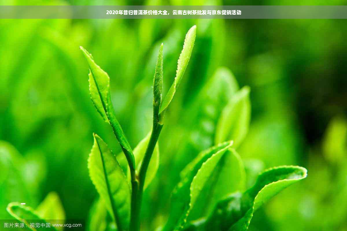 2020年昔归普洱茶价格大全，云南古树茶批发与京东促销活动