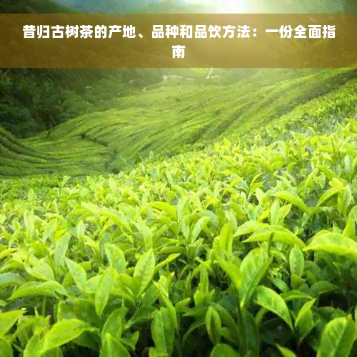 昔归古树茶的产地、品种和品饮方法：一份全面指南