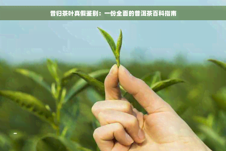 昔归茶叶真假鉴别：一份全面的普洱茶百科指南