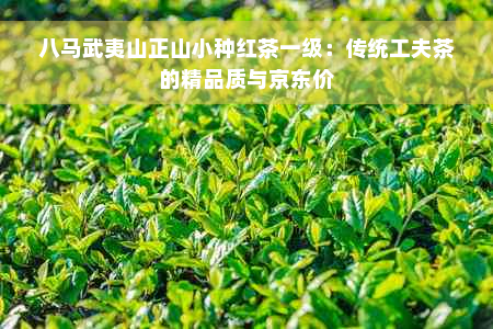 八马武夷山正山小种红茶一级：传统工夫茶的精品质与京东价