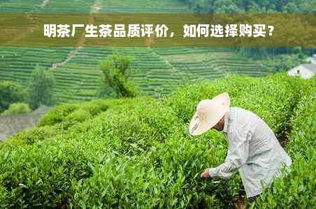 明茶厂生茶品质评价，如何选择购买？
