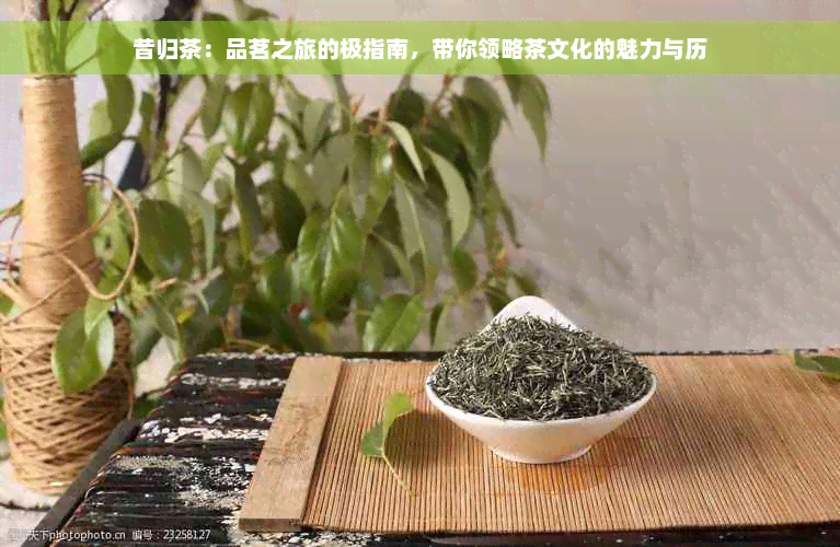 昔归茶：品茗之旅的极指南，带你领略茶文化的魅力与历