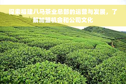 探索福建八马茶业总部的运营与发展，了解加盟机会和公司文化