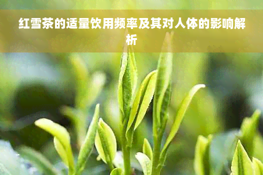 红雪茶的适量饮用频率及其对人体的影响解析