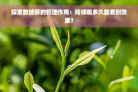 探索散结茶的药理作用：持续喝多久能看到效果？