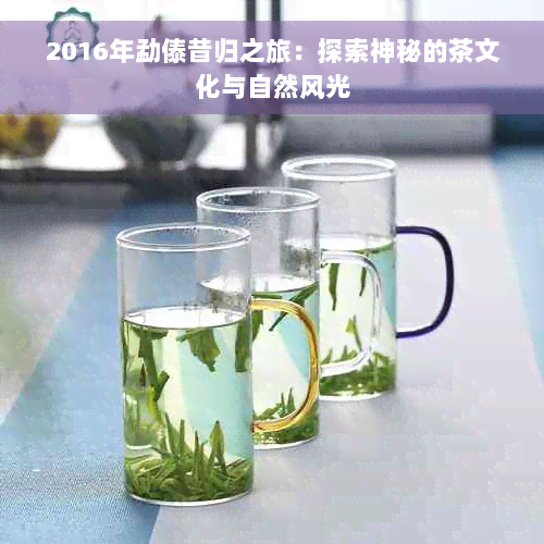 2016年勐傣昔归之旅：探索神秘的茶文化与自然风光