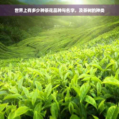 世界上有多少种茶花品种与名字，及茶树的种类