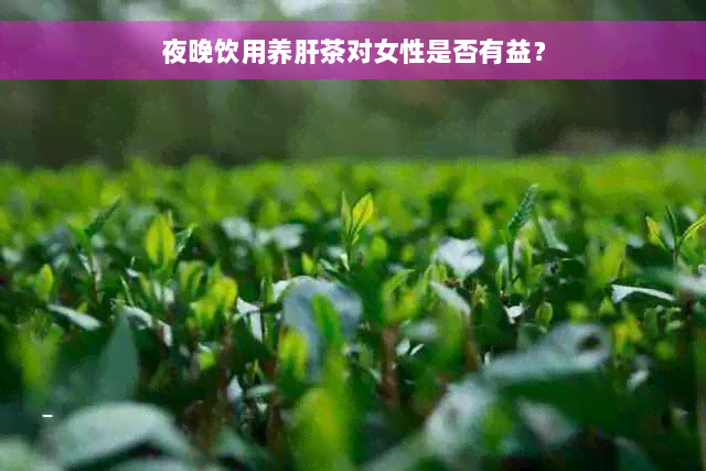 夜晚饮用养肝茶对女性是否有益？