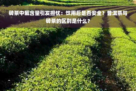 砖茶中氟含量引发担忧：饮用后是否安全？普洱茶与砖茶的区别是什么？