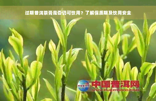 过期普洱茶膏是否仍可饮用？了解保质期及饮用安全