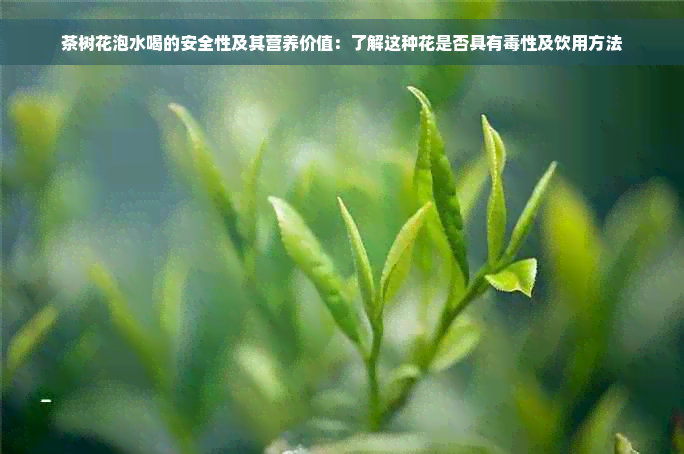 茶树花泡水喝的安全性及其营养价值：了解这种花是否具有毒性及饮用方法