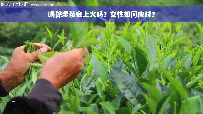 喝除湿茶会上火吗？女性如何应对？