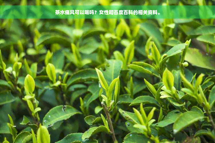 茶水痛风可以喝吗？女性和百度百科的相关资料。