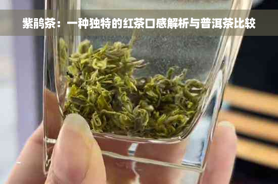 紫鹃茶：一种独特的红茶口感解析与普洱茶比较