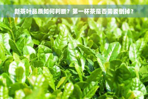 新茶叶品质如何判断？之一杯茶是否需要倒掉？