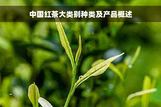 中国红茶大类别种类及产品概述