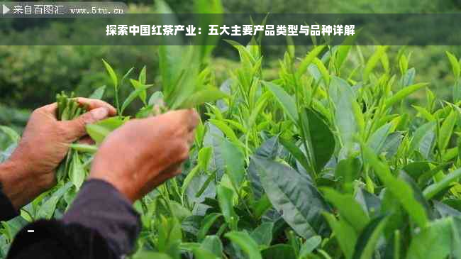 探索中国红茶产业：五大主要产品类型与品种详解